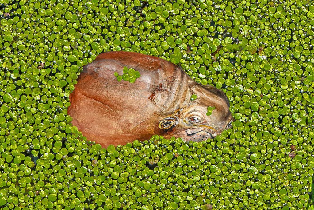 Auswilderungsprojekt: Bemalter Stein Hippo in Wasserpflanzen