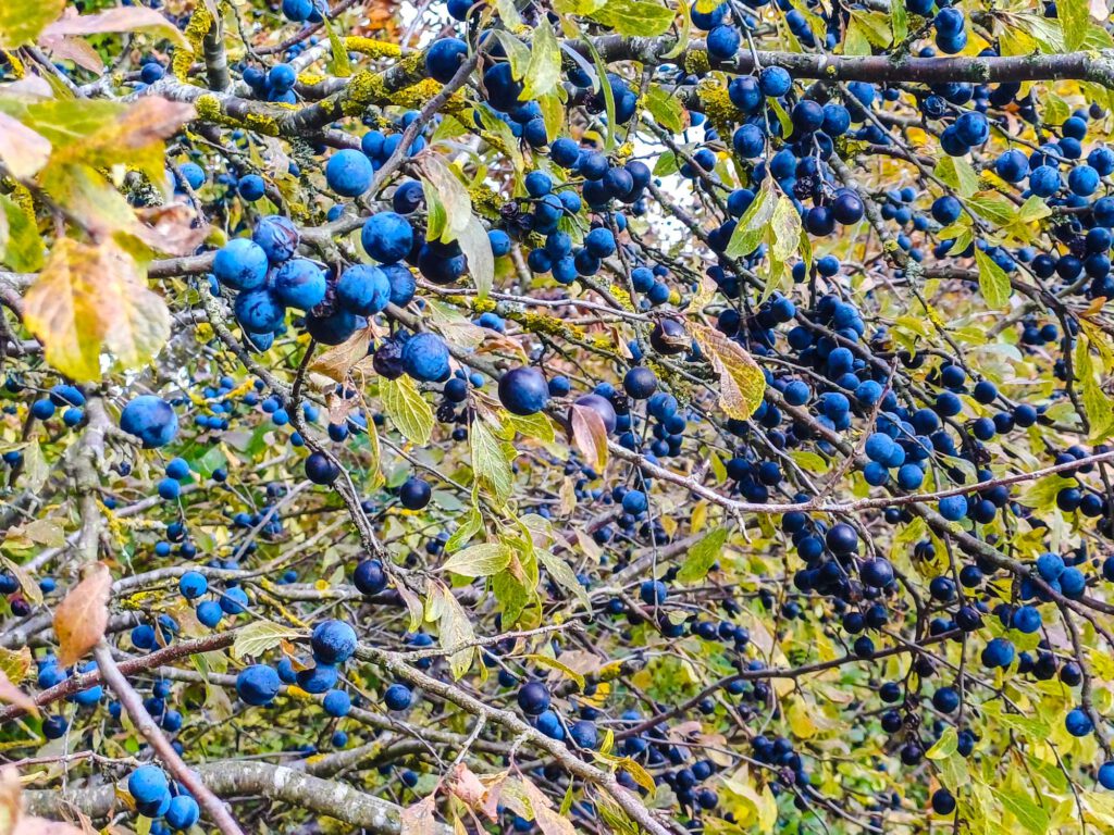 Tragender Schlehenbusch