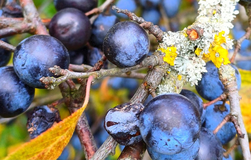 Kornelkirschen entkernen, reife Schlehen