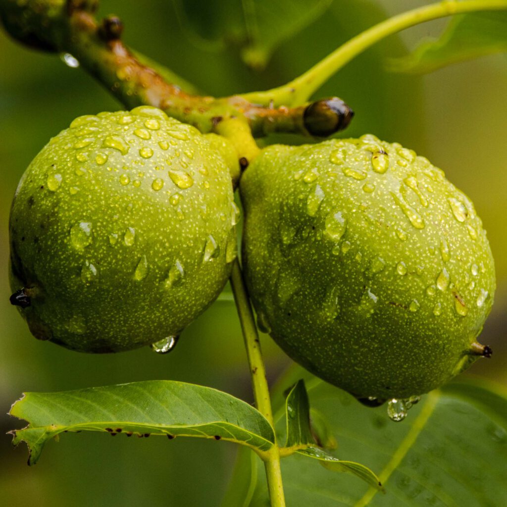 Unreife Walnüsse am Baum
